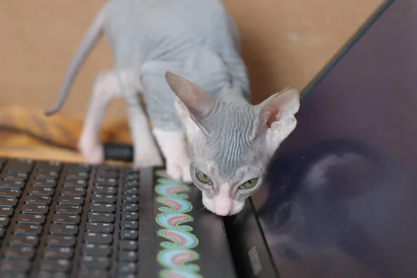 Careca Bonito Sphynx Gato — Fotografia de Stock