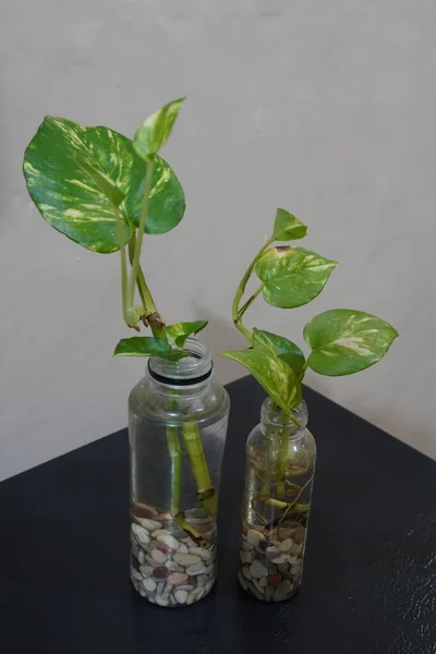 Planta Agua Decoración Botellas Epipremnum Aeureum —  Fotos de Stock