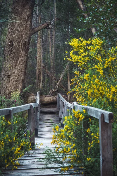 Деревянный Мост Внутри Леса Некоторыми Желтыми Цветами Вертикали Копировальным Местом — стоковое фото