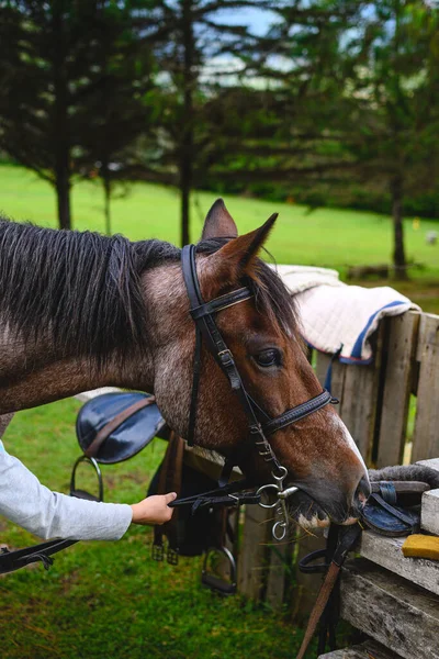 田舎で馬の頭が乗馬キットの匂いがする 白人の少女の手で馬を保持します コピースペース付き — ストック写真