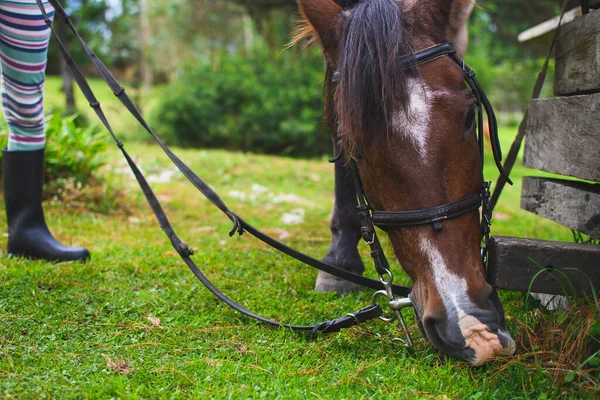 Hästhuvud Äter Gräs Medan Hålls Icke Igenkännlig Flicka Övergripande Med — Stockfoto