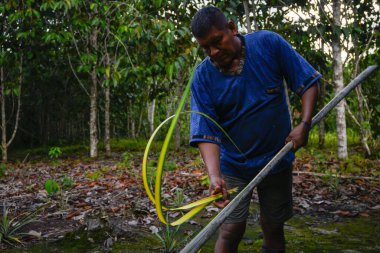 Amerikan yerlisi bir kütükten yaprakları topluyor. Ormanda. Yatay olarak. Kopyalama alanı ile.