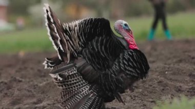 Bir hindi sebze bahçesinde fazla ekilmiş toprakta yürüyor. Kırsal alan, şehir dışındaki hayat, tarım.