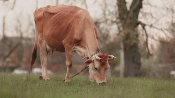 Cow Grazes Freely Meadow Ecological Animal Husbandry Conservation Resources — Stock Video