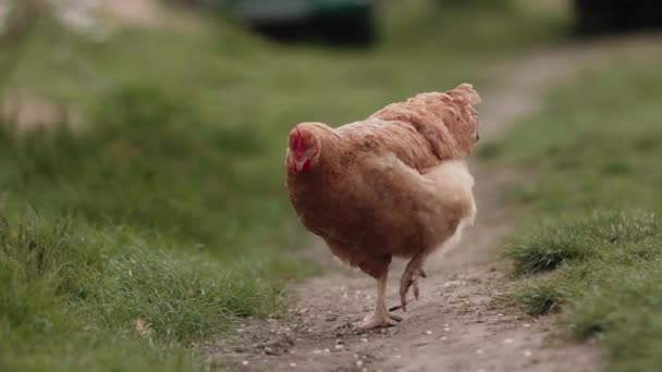 Chickens Grazing Freely Grass Environmentally Friendly Chicken Grazing — Stock Video