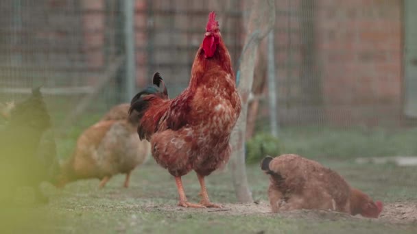 Poulets Coqs Broutant Librement Sur Herbe Pâturage Respectueux Environnement — Video