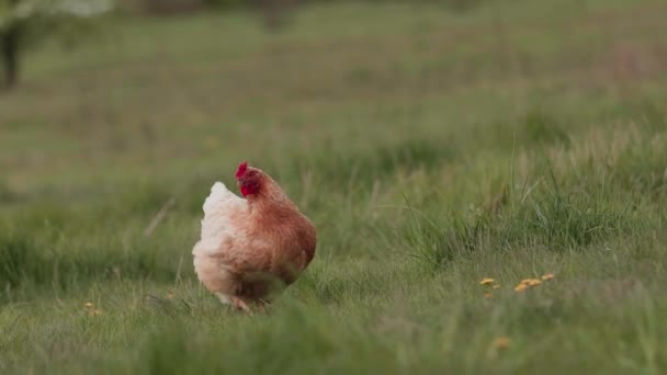 Găini Pășunând Liber Iarbă Pășunat Pui Ecologic — Videoclip de stoc