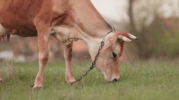 Vacă Păşeşte Liber Pajişte Creșterea Ecologică Animalelor Conservarea Resurselor — Videoclip de stoc