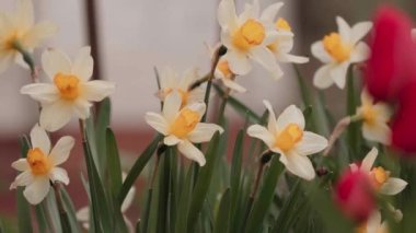Kırsal bir bahçede Narcissus çiçekleri. Tarım, şehir dışındaki yaşam.
