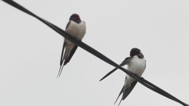 Hirondelles Assis Sur Des Fils Envolant Scène Rurale Cour Dans — Video