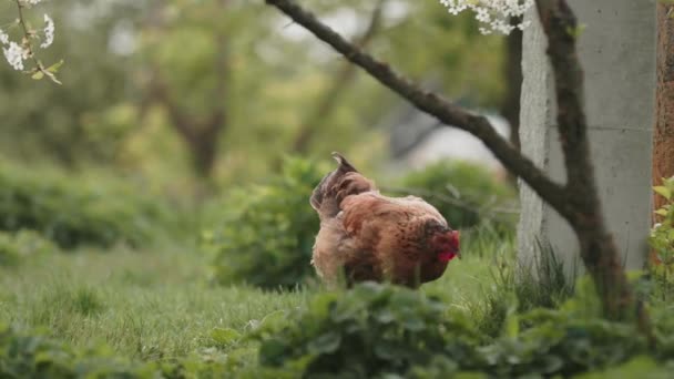 Kurczęta Pasące Się Swobodnie Trawie Ekologiczny Wypas Kurczaków — Wideo stockowe