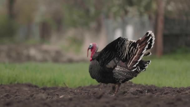 野菜の庭で栽培されている地面を七面鳥が歩く 農村部 都市の外の生活 — ストック動画