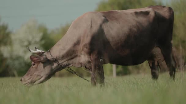Vacă Păşeşte Liber Pajişte Creșterea Ecologică Animalelor Conservarea Resurselor — Videoclip de stoc