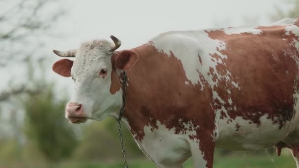 Kráva Volně Pásne Louce Ekologický Chov Zvířat Zachování Zdrojů — Stock video