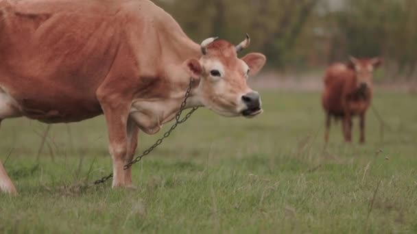 Une Vache Paît Librement Dans Une Prairie Élevage Écologique Des — Video