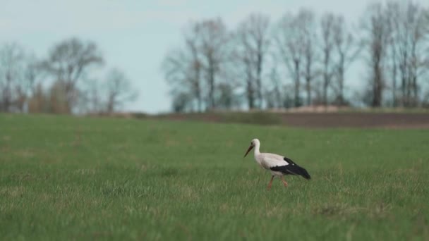 Una Cicogna Cammina Sul Campo Grano Giovane Cerca Trovare Del — Video Stock