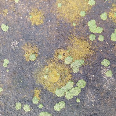 Beton zeminde mantar ve yosun var. Mantar ve algleri kapatın. Mantar ve yosunlar beton zemine yayılmış..