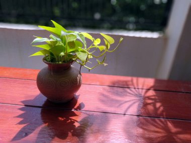 Balkon zemininde süs bitkileri olan terracotta vazoları. Güneş ışığı, gölgeler ve balkon zeminindeki vazolarda süslü bitkiler. Balkondaki vazoda süs bitkilerinin yansıması..