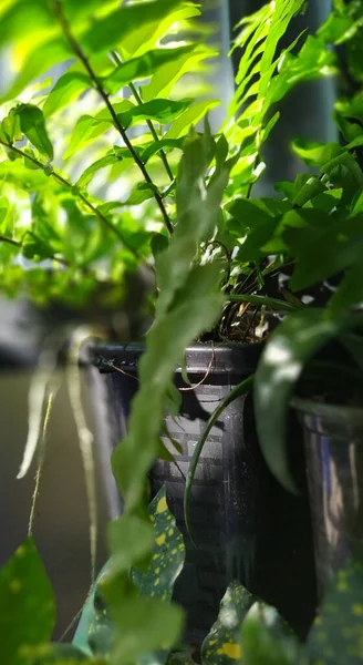 Green Ornamental Plants Black Plastic Pots Green Ornamental Plants Sunlight — Stock Photo, Image