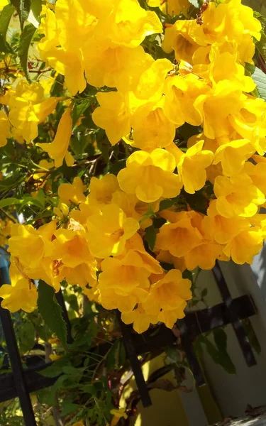 Gelbe Blumen Blühen Gelbe Geruchlose Blüten Gelbe Blumen Blühen Über — Stockfoto