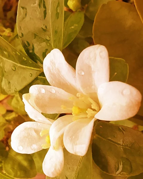 Ароматні Білі Квіти Стара Картина Білих Квітів Білі Квіти Квадратній — стокове фото