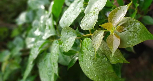 물방울 가지들 물방울로 얼룩져 않는다 장식용 식물의 어린싹 과맑은 물방울 — 스톡 사진