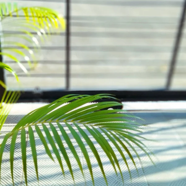 Folhas Verdes Com Sombras Chão Concreto Plantas Ornamentais Verdes Luz — Fotografia de Stock