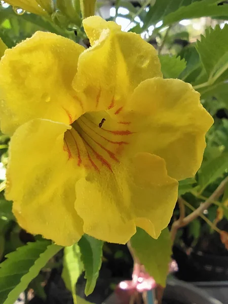 Yellow Flowers Little Ants Textures Patterns Yellow Flowers Yellow Flowers — Stockfoto