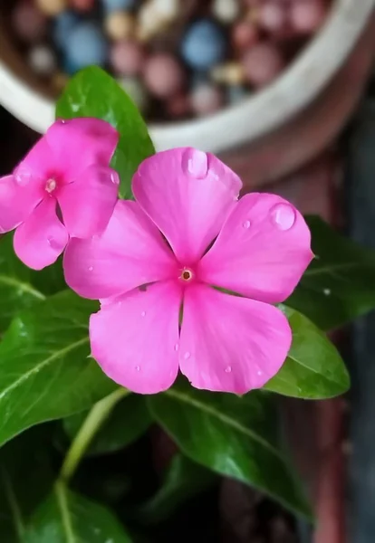 Pink Flowers Pink Flowers Pot Pair Pink Flowers Blooming — Zdjęcie stockowe