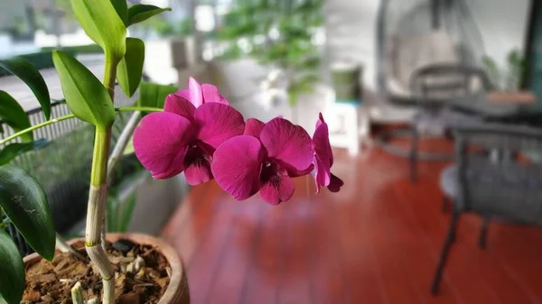 Фіолетові Квіти Фіолетова Орхідея Фіолетові Орхідеї Цвітуть — стокове фото