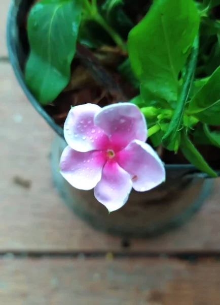 Pink Flowers Pink Flowers Pot Pair Pink Flowers Blooming — Stock Photo, Image