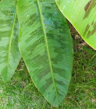 Green leaves. Three large green leaves. The big green leaves were wet on the grass.
