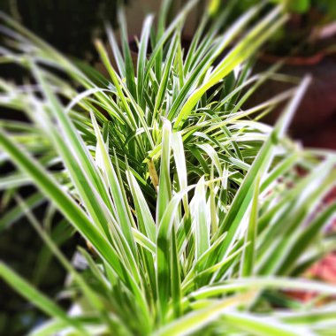 Yeşil ağaçlar. Parlak güneş ışığı altında parlak yeşil ağaçlar. Saksılarda serpilmiş yeşil bitkiler.