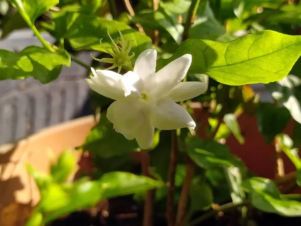 Pojedynczy Biały Jaśmin Białe Kwiaty Pachnące Biały Jaśmin Kwitnie Rano — Zdjęcie stockowe