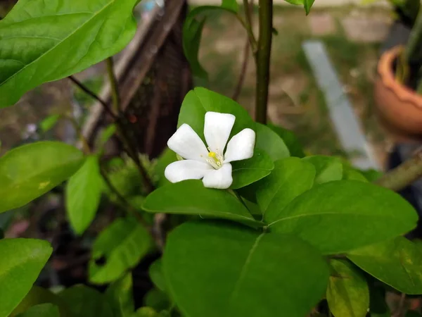 Tek Beyaz Çiçekler Beyaz Çiçekler Mis Kokulu Andaman Satinwood Saksıdaki — Stok fotoğraf