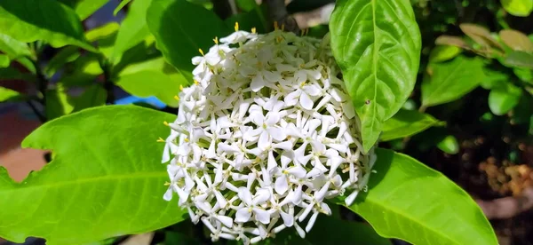 Beyaz Çiçeklerin Güzel Kürelerine Odaklan Bahçedeki Bir Kürenin Içinde Beyaz — Stok fotoğraf