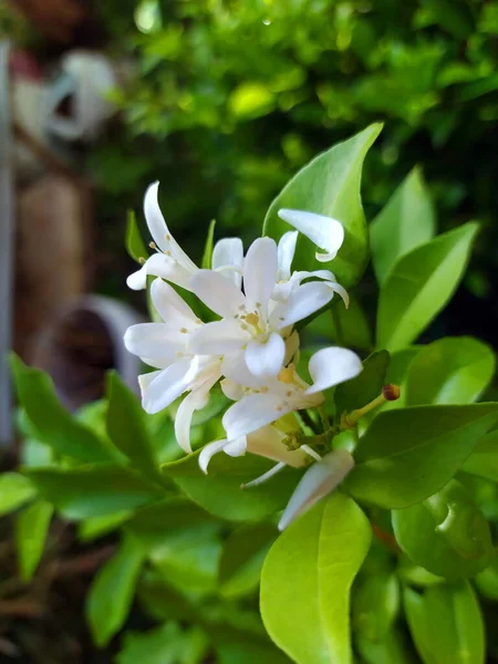 Tek Bir Buket Andaman Satinwood Çiçeği Sabah Kokusu Yayar Bahçede — Stok fotoğraf