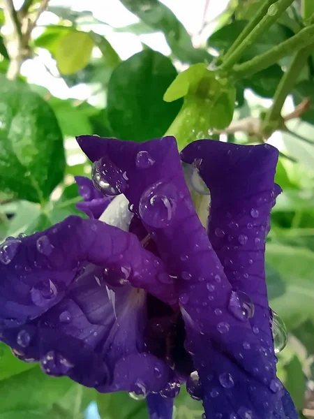 Macro Shot Butterfly Pea Blooming Garden Close Water Droplets Some — Stock Photo, Image