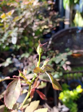Sabahleyin saksıdaki gül tomurcuklarına odaklan. Gül, yumuşak güneş ışığı altında güzel tomurcuklar açar. Saksıdaki kırmızı güllerin tek tomurcukları.