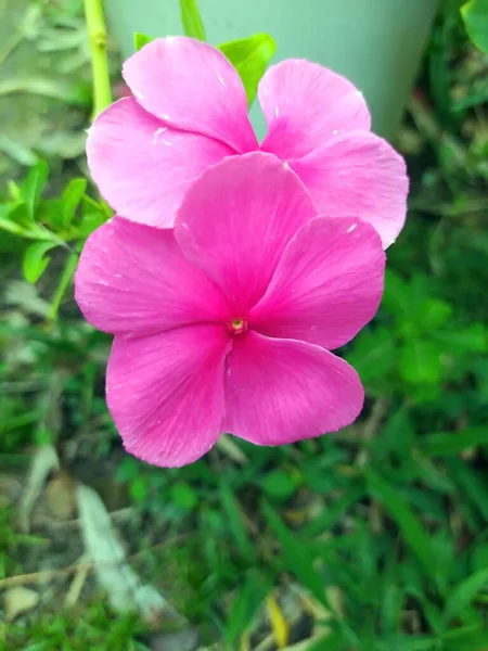 Primer Plano Par Flores Berros Rosados Plena Floración Sobre Hierba — Foto de Stock