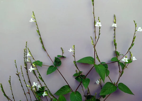 セメントの壁一面に白い花が咲いていた — ストック写真