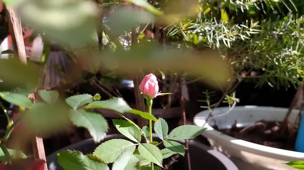 Фокус Бутонах Помаранчевої Троянди Відображається Теплих Ранкових Сонячних Променях — стокове фото