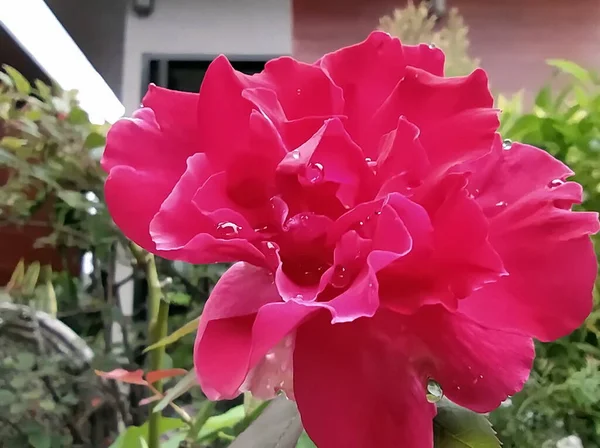 Макро Знімок Крапель Води Одній Пелюстці Червоної Троянди Повному Розквіті — стокове фото