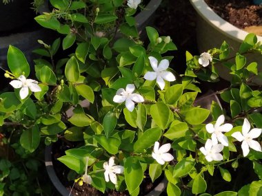 Beyaz tatlı İndrajao çiçekleri sabah bahçede açar..