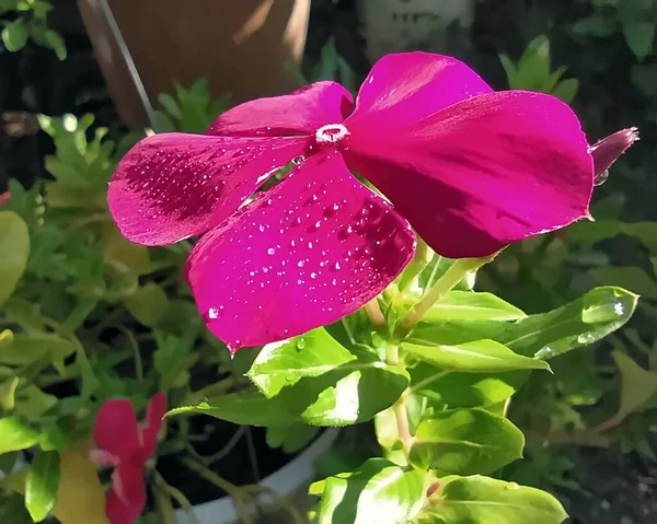 Macro Shot Water Droplets Bright Red Flower Petals — Stock Photo, Image