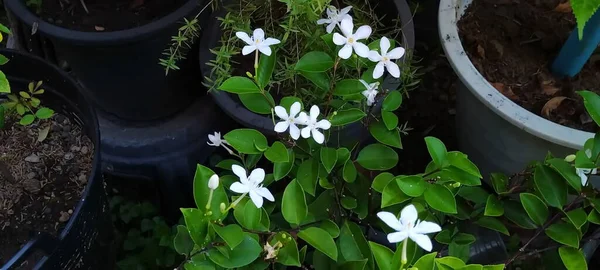 Білі Квіти Солодкий Індраджао Чудово Цвіте Горщику — стокове фото