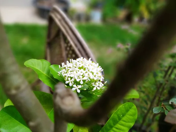 Siamese White Ixora Blooming Garden Fragrant White Flowers — Stockfoto