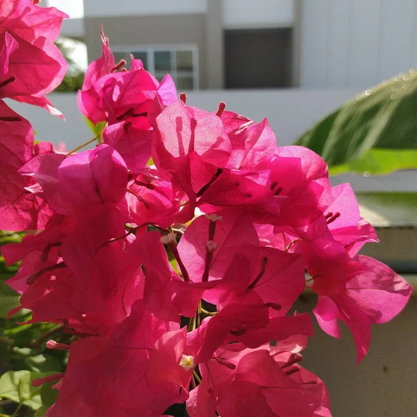 Рожеві Квіти Красива Бугенвілья Повному Розквіті — стокове фото