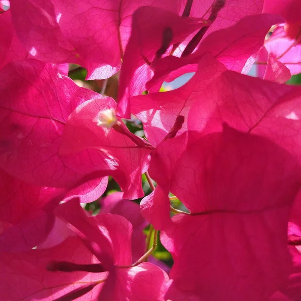 Background Pink Pattern Texture Beautiful Bougainvillea Full Bloom — Zdjęcie stockowe