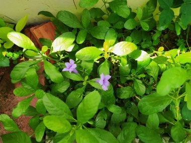 Sabah birlikte açan bir çift mor çiçek..